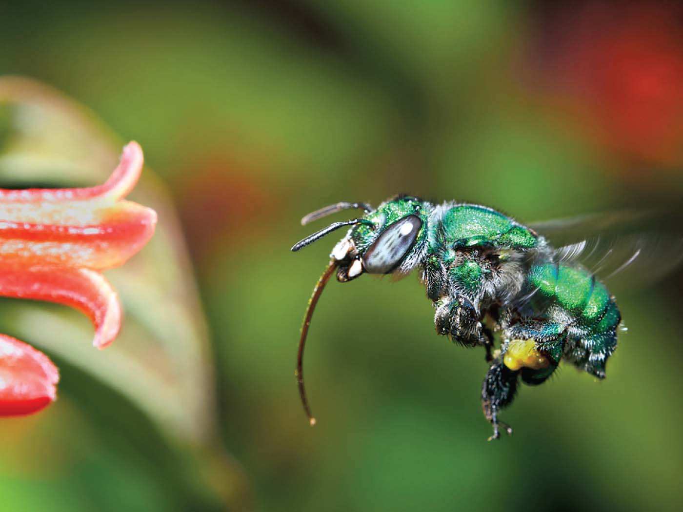 Orchid bee deals